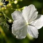 Stekken van de klimhortensia of Hydrangea petiolaris