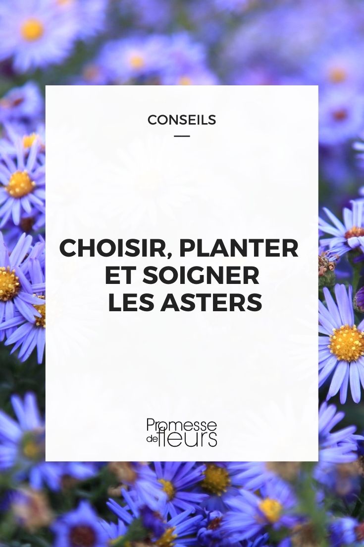 Asters succesvol kweken