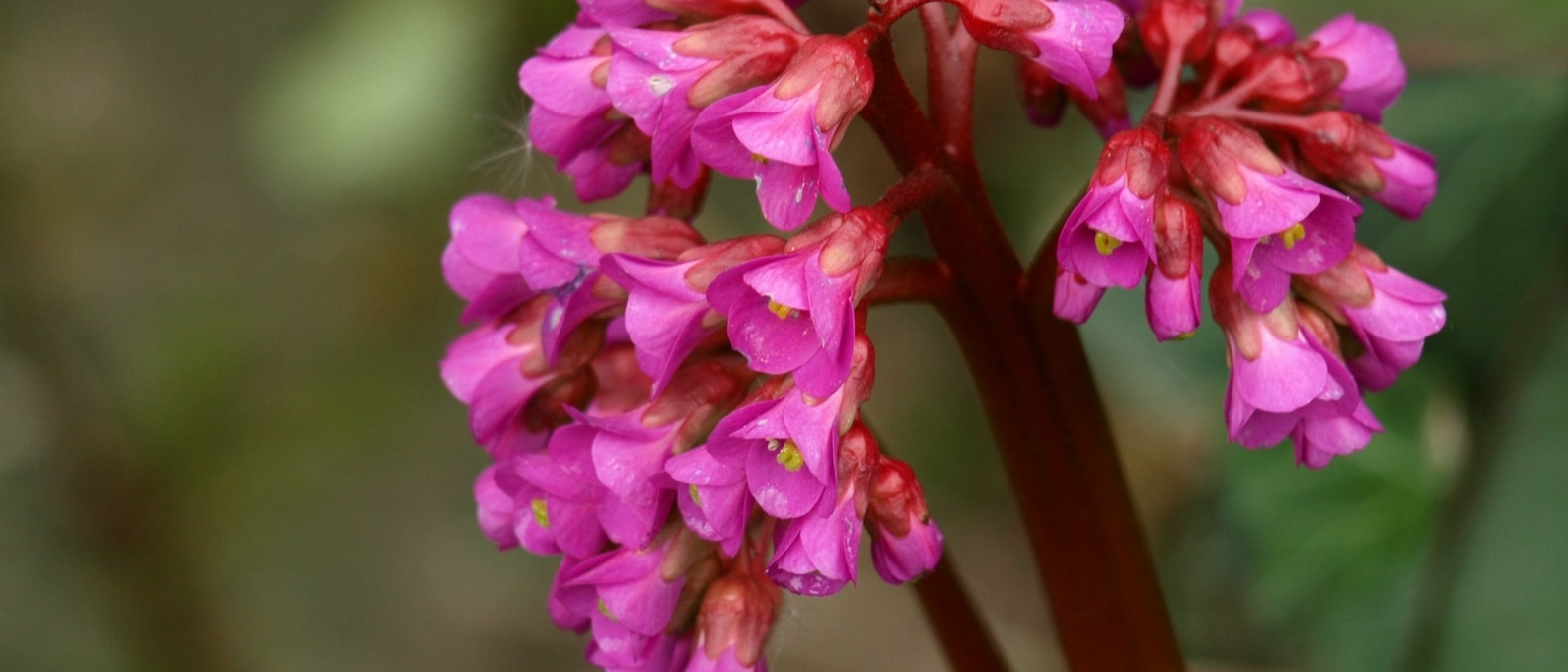Vaste planten met vroege voorjaarsbloei - Bergenia
