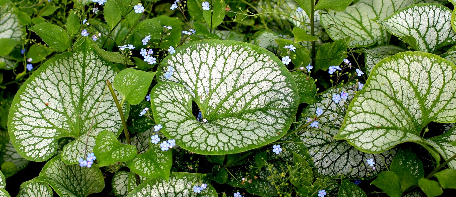 Brunnera, Kaukasisch vergeet-mij-nietje