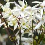 Wintergroene clematissen: kiezen, planten en telen