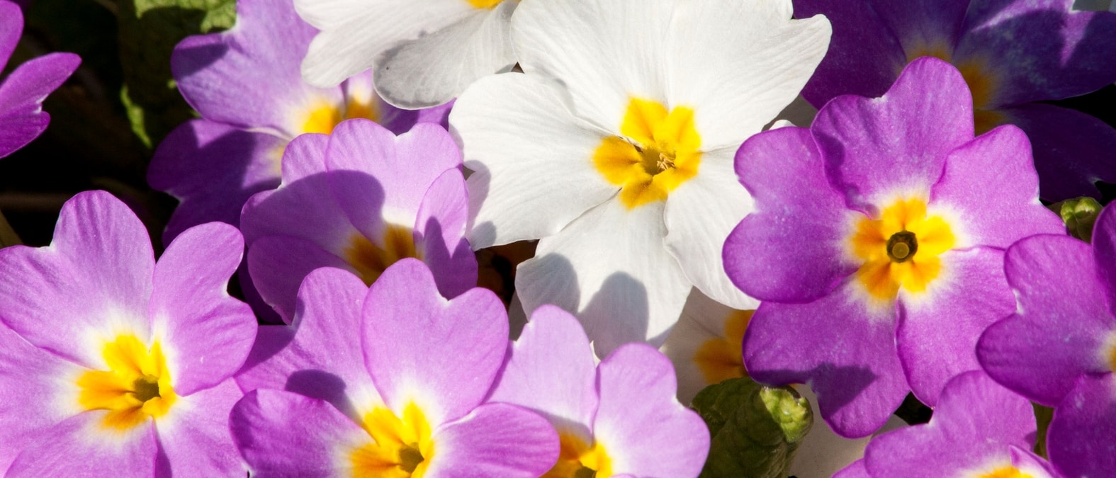 Bloemen van sleutelbloemen