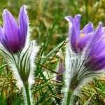 10 vaste planten met vroege voorjaarsbloei