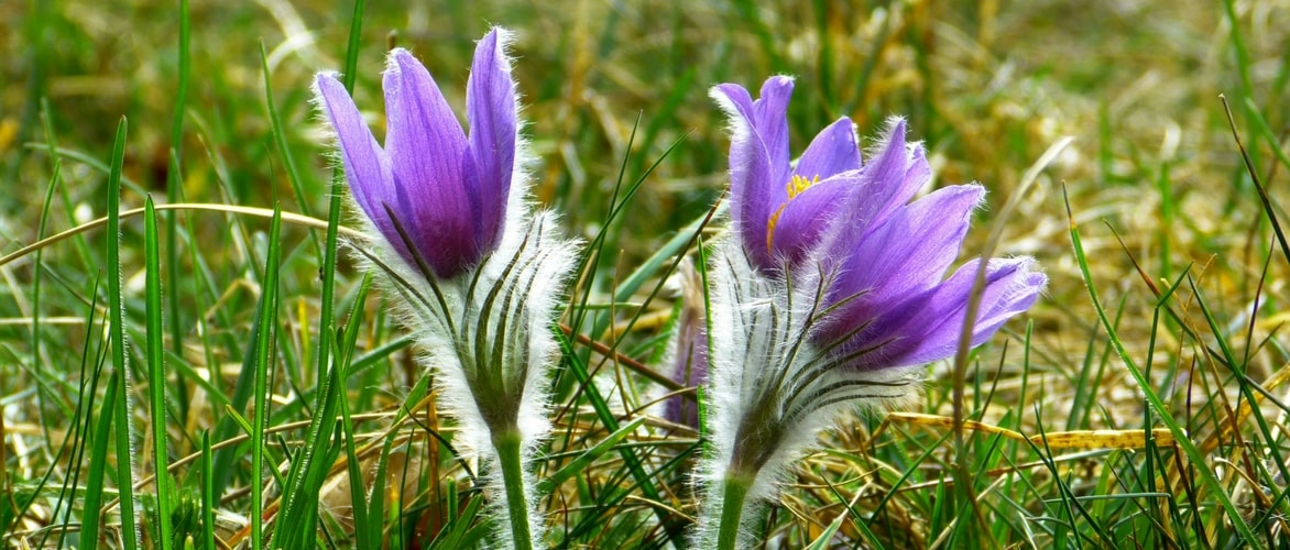 10 vaste planten met vroege voorjaarsbloei