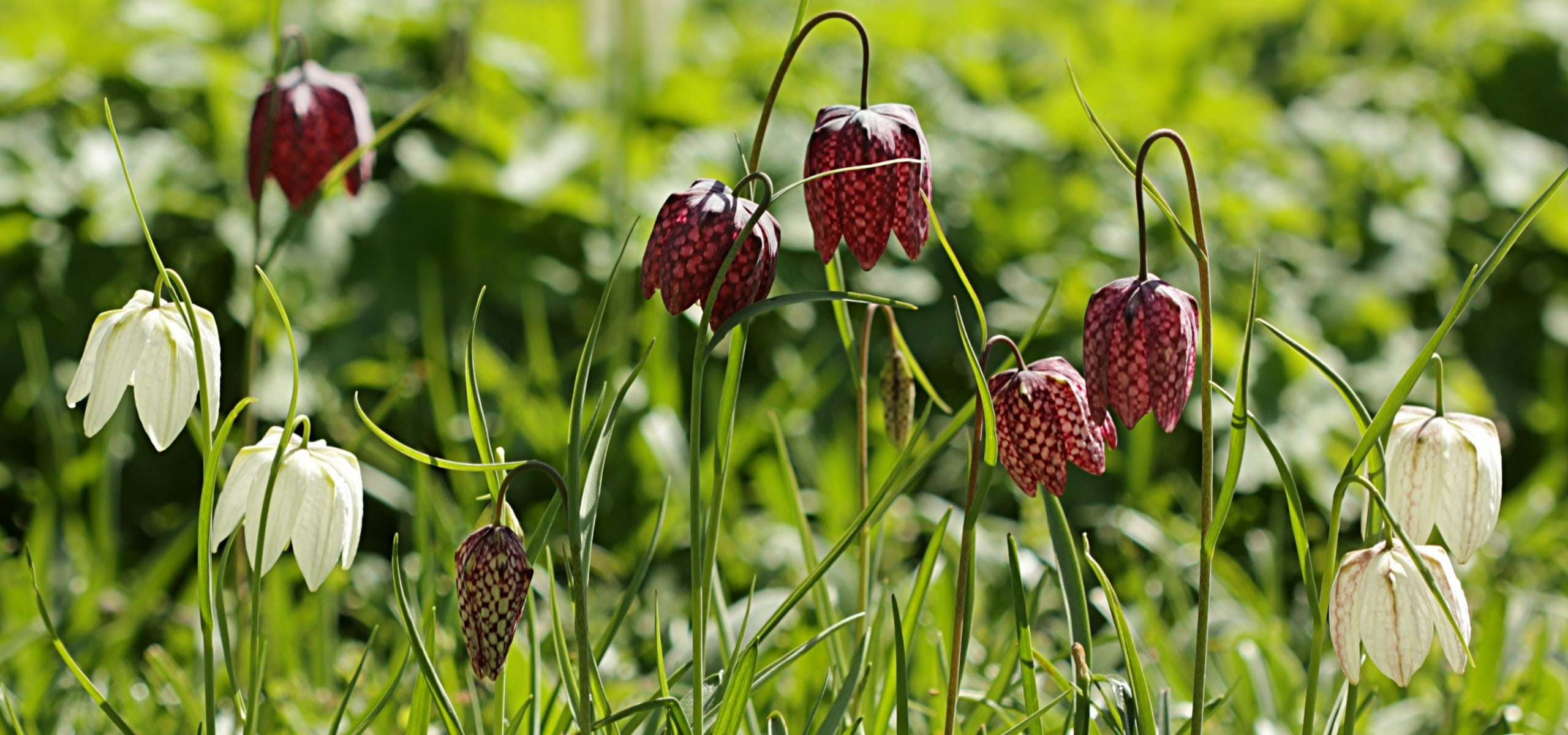 Fritillaires planten: zo lukt het