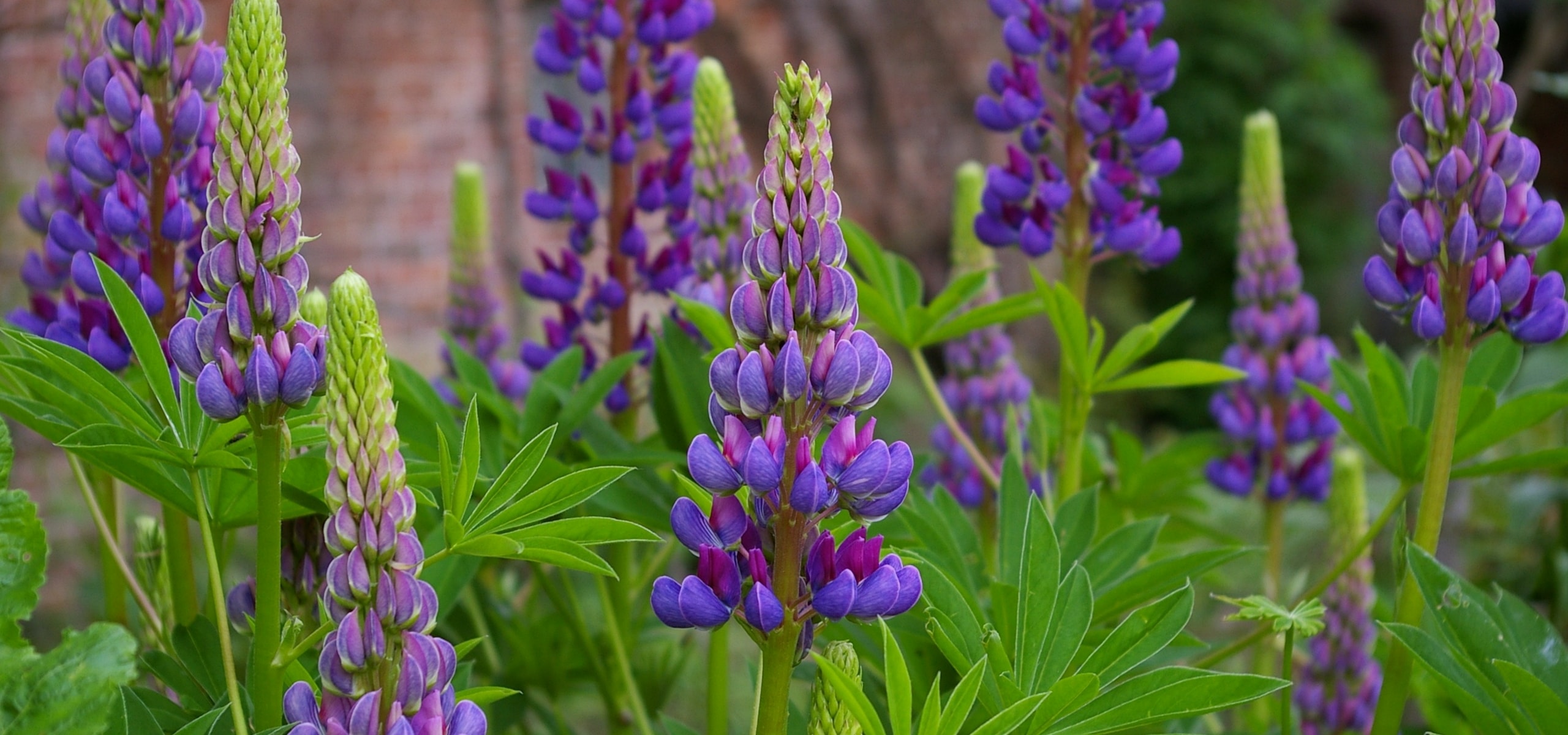 Lupine planten: zo lukt het