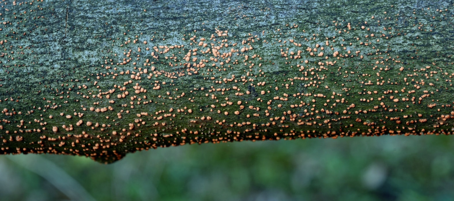 Meniezwam, Nectria cinnabrina