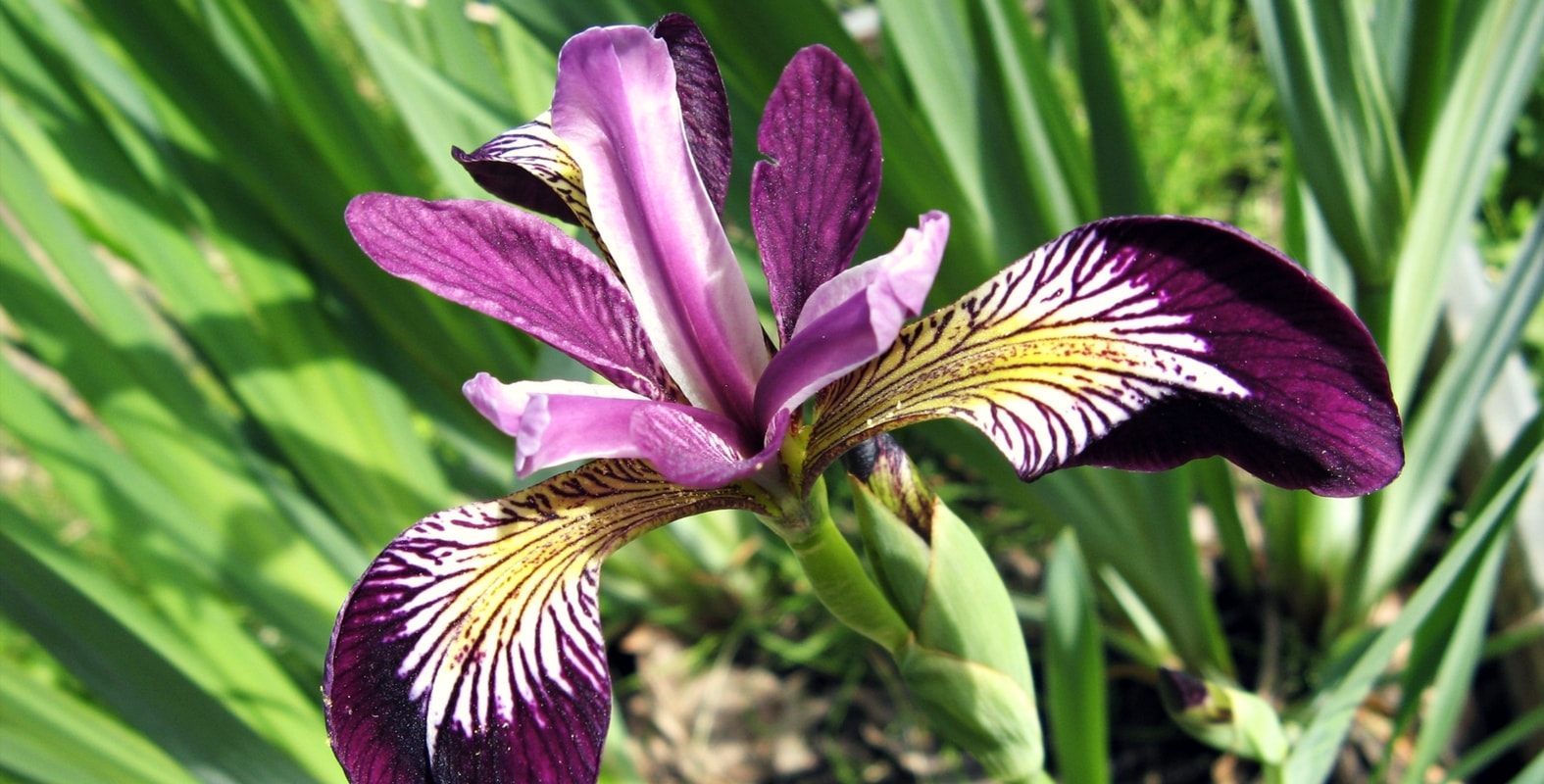 Iris verzorgen
