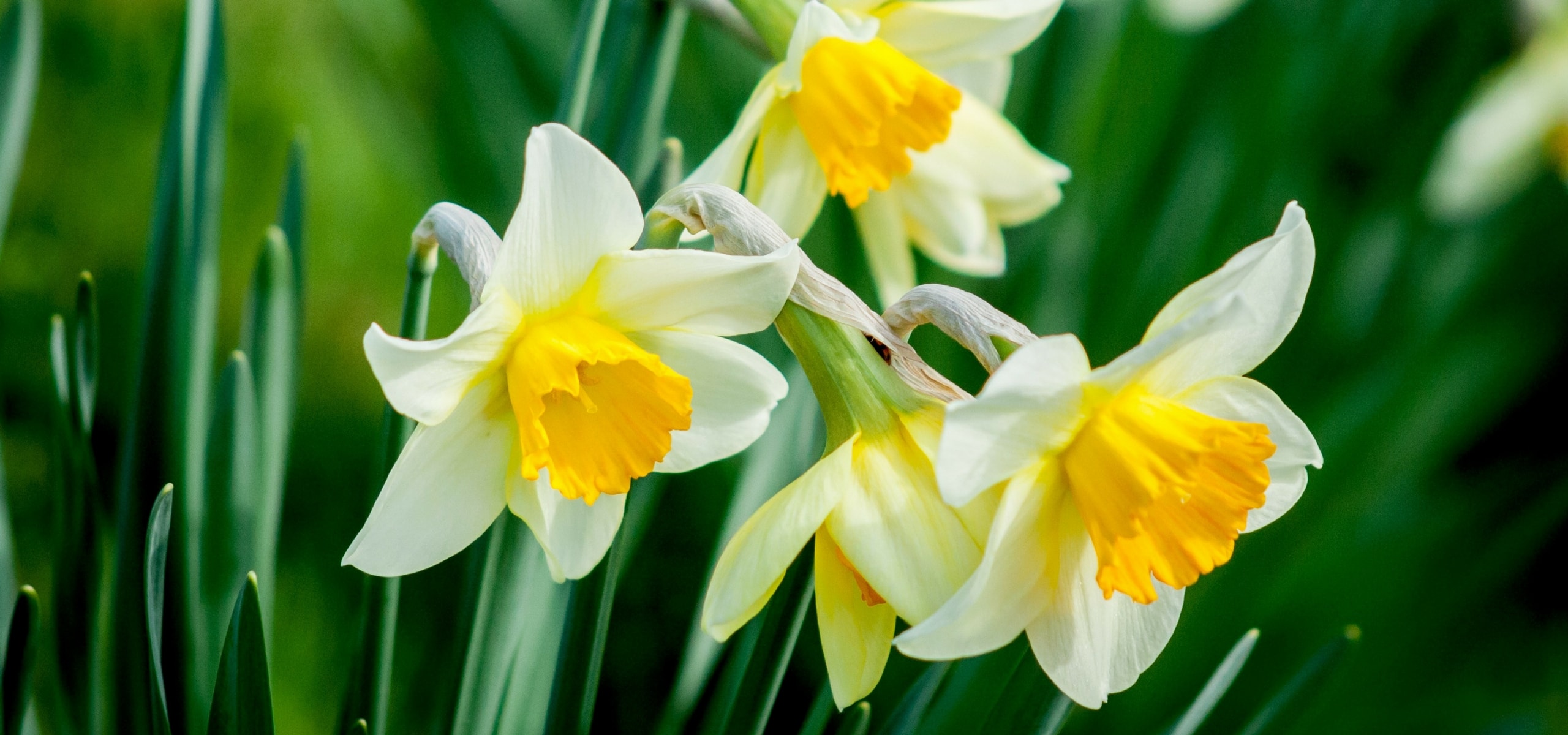 Vroege narcissen planten