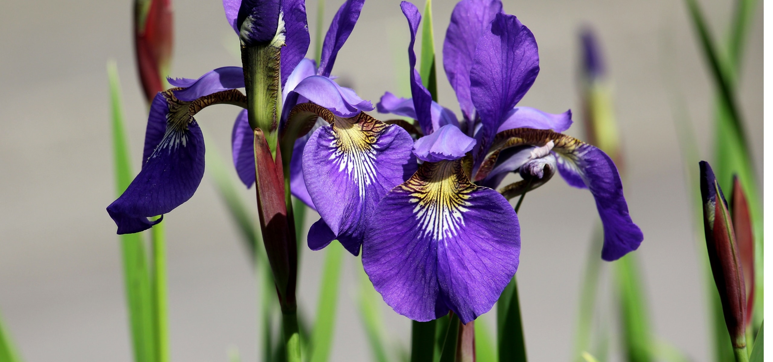 Iris planten