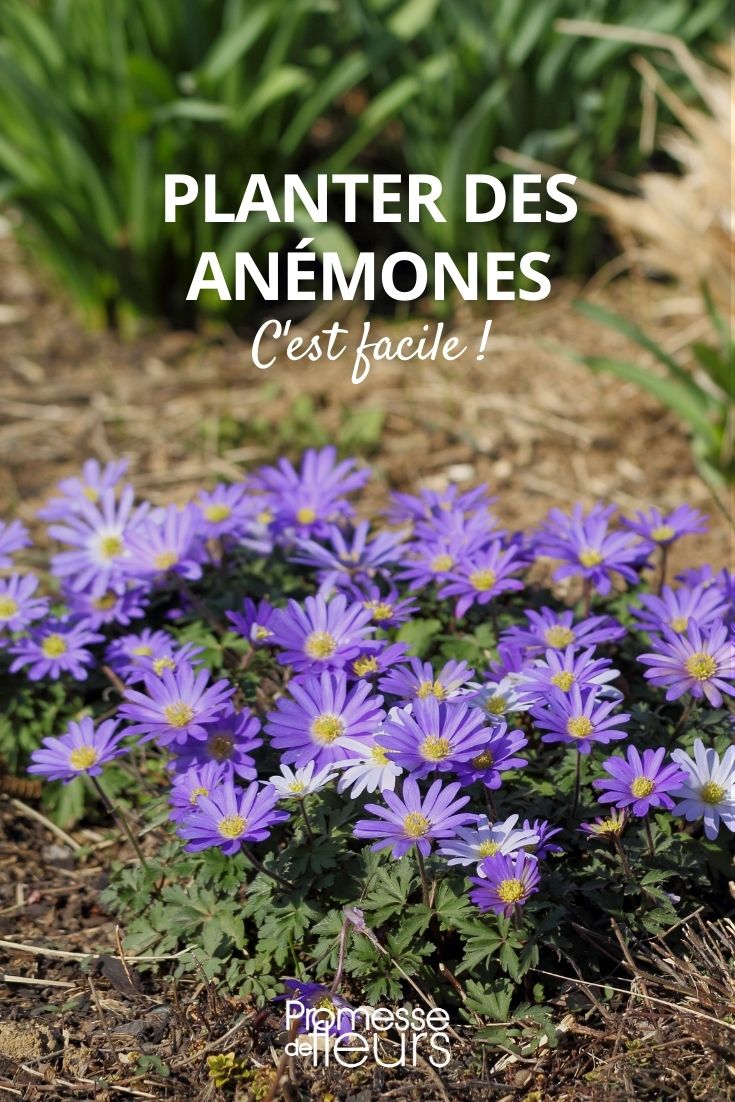 Anemonen planten