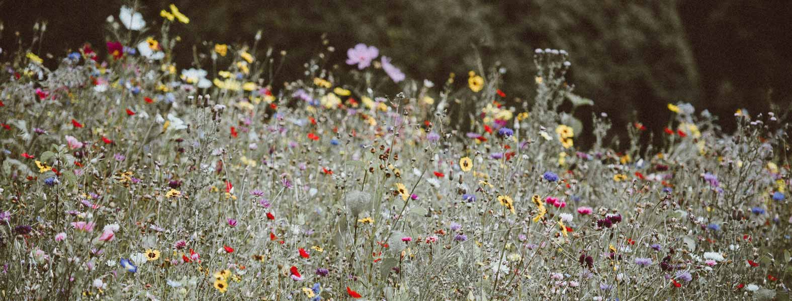 Eenjarige bloemen zaaien als een succes