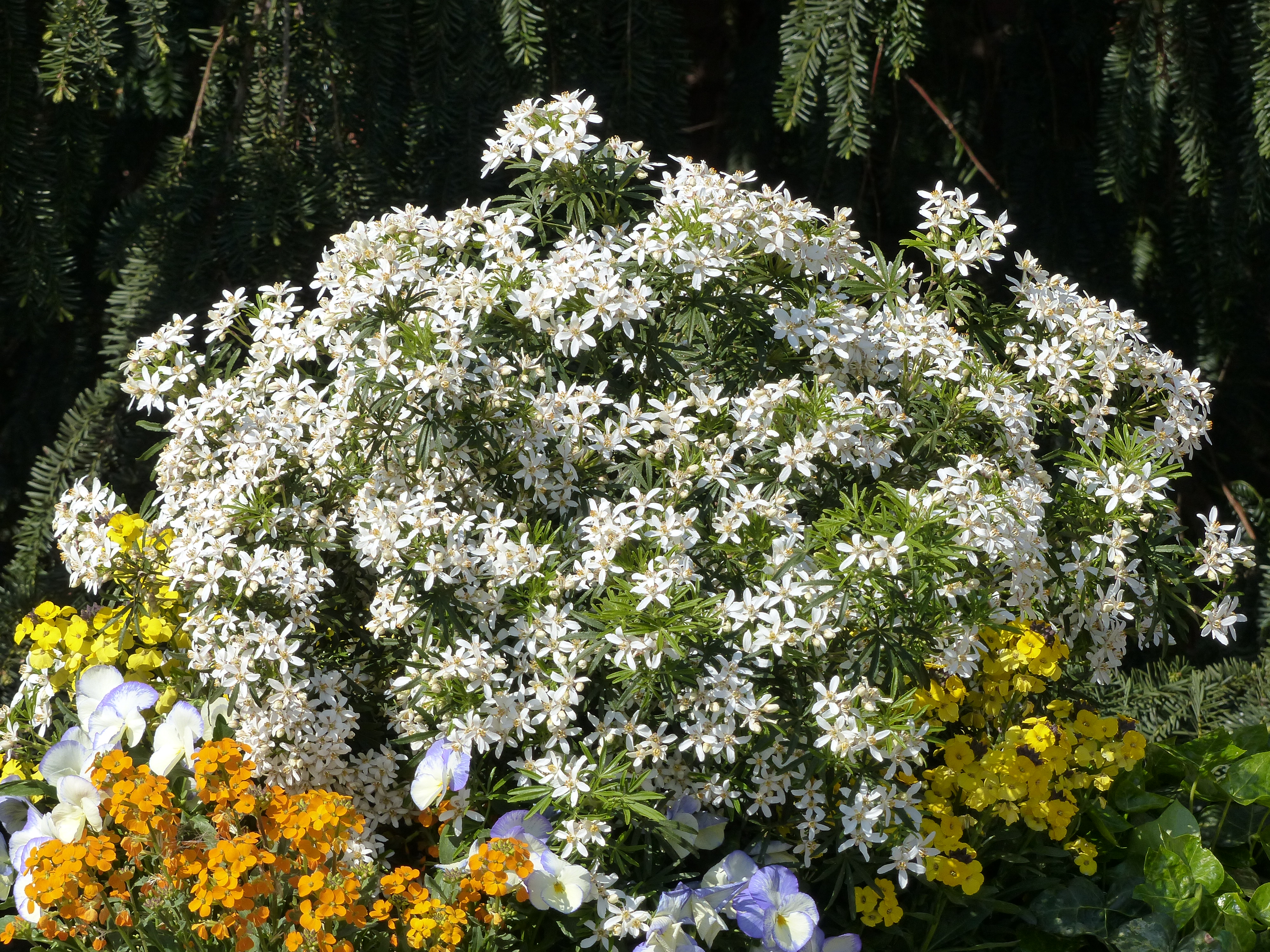 Choisya 'White Dazzler': een echte aanrader!