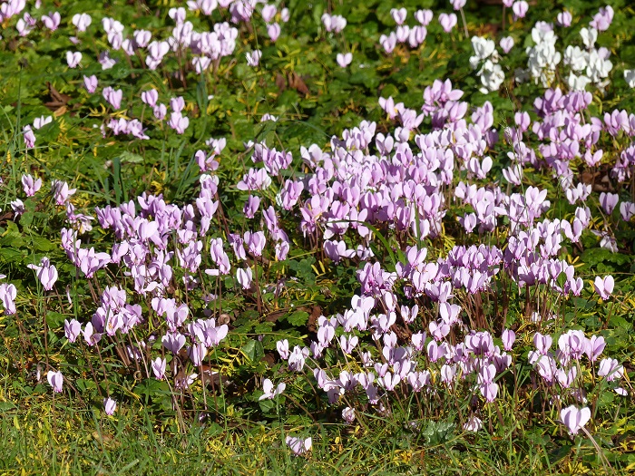Napolitaanse cyclamen: bloementapijten in het najaar
