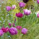 Top 15 tulpen uit mijn tuin