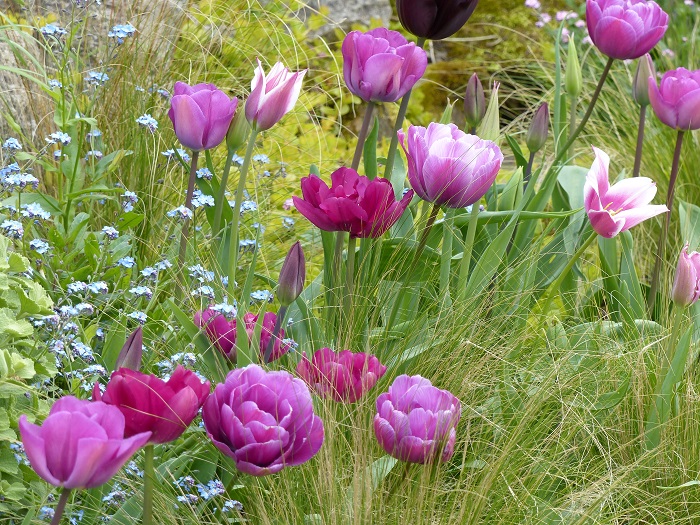 Top 15 tulpen uit mijn tuin