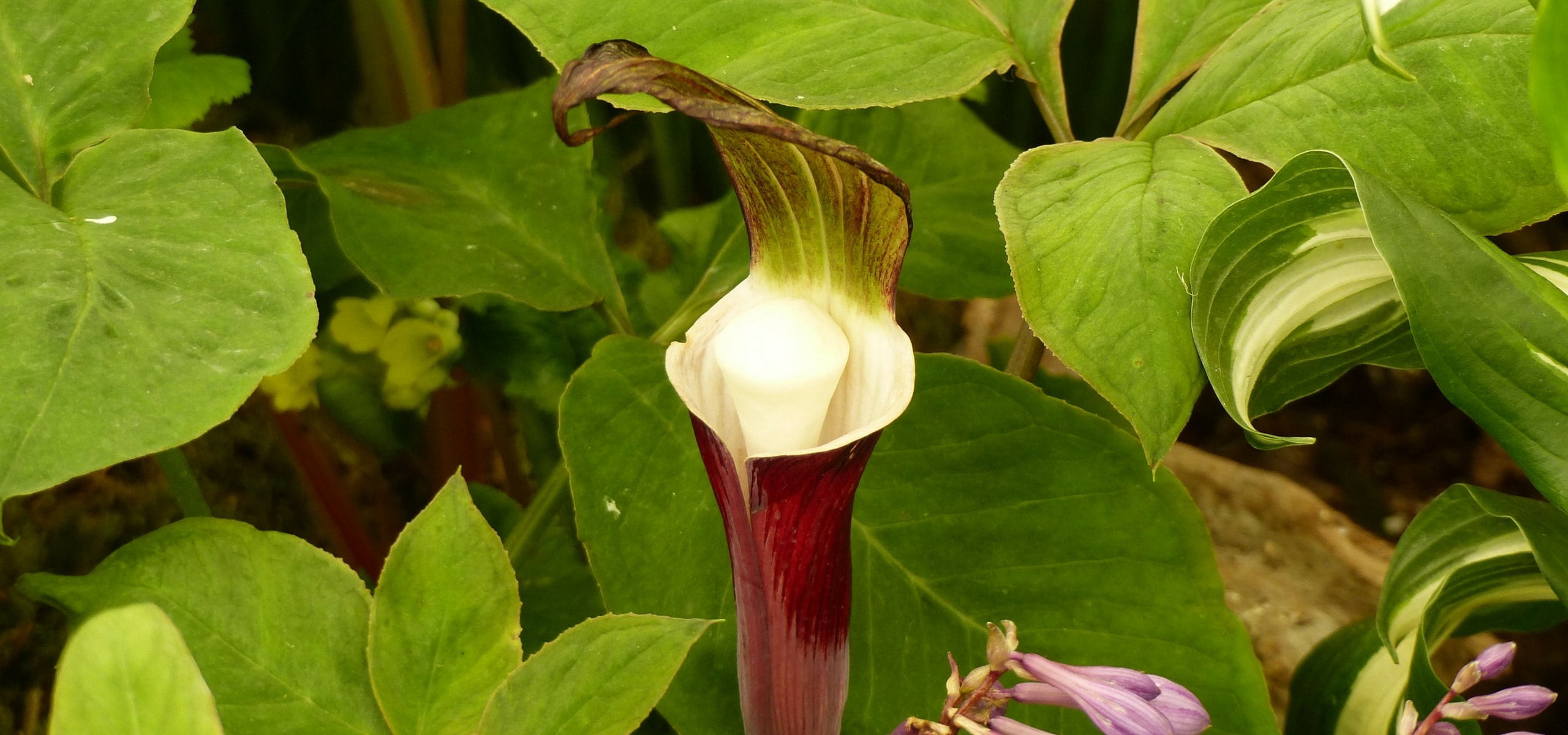 Arisaema planten