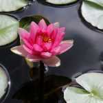 Waterlelies planten