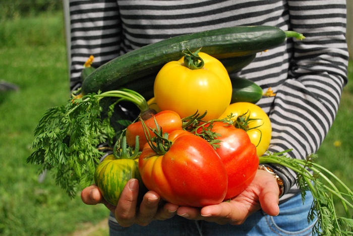 Tomaten kiezen: teel diversiteit in de moestuin!