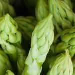Asperges planten