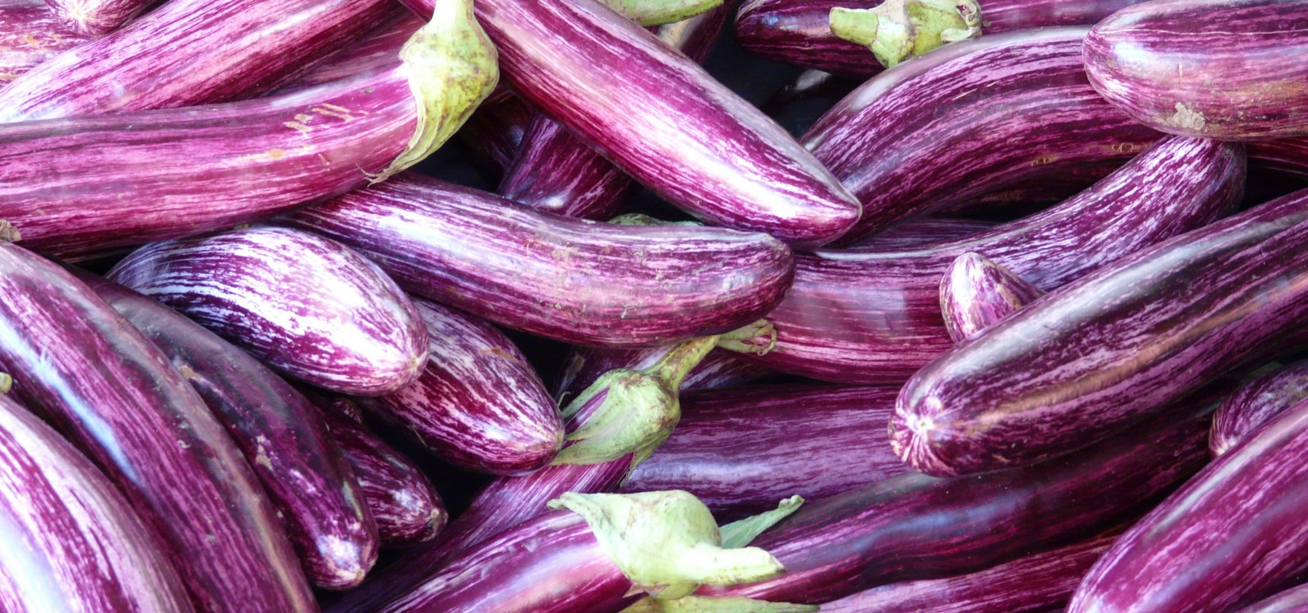 Aubergines kweken: zo lukt het
