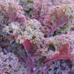 Kale en boerenkool kweken in de moestuin
