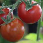 Tomaten kweken: zo lukt het