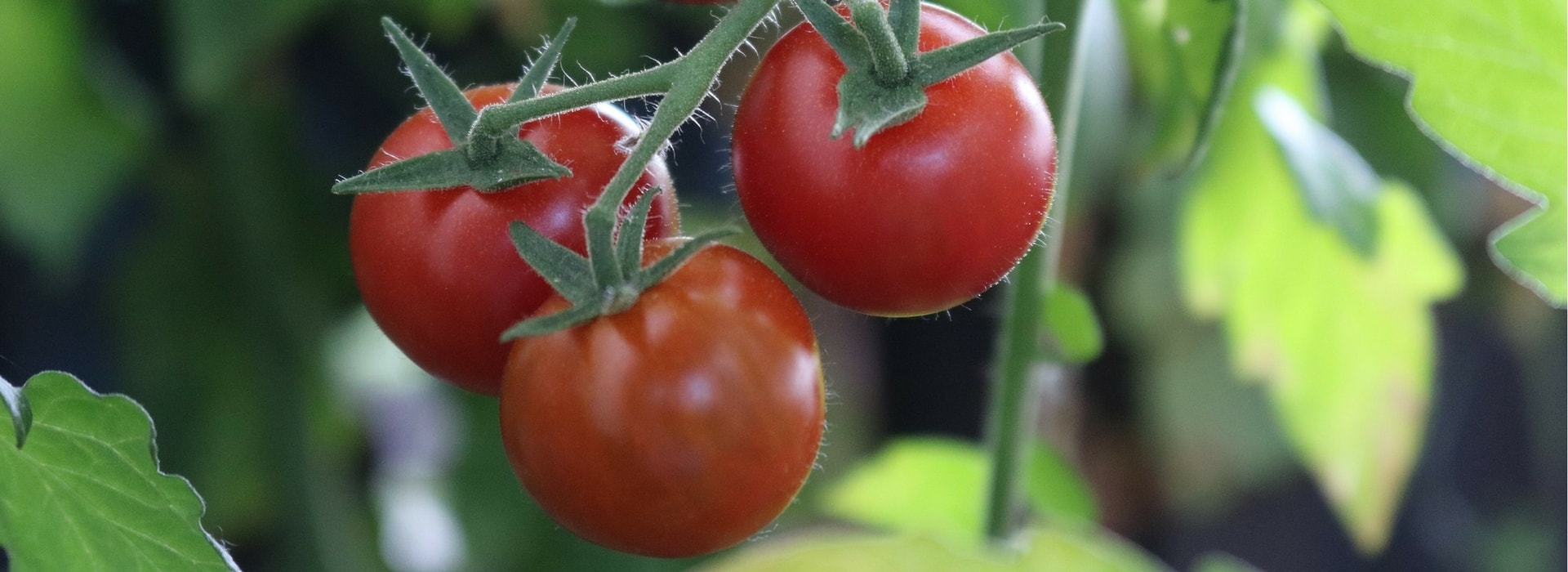 Tomaten kweken: zo lukt het