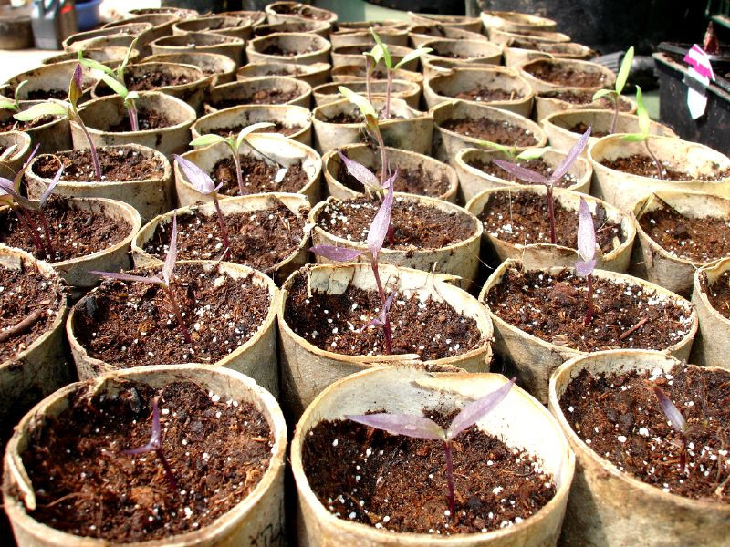 Vroeg zaaien in de moestuin: we gaan van start!