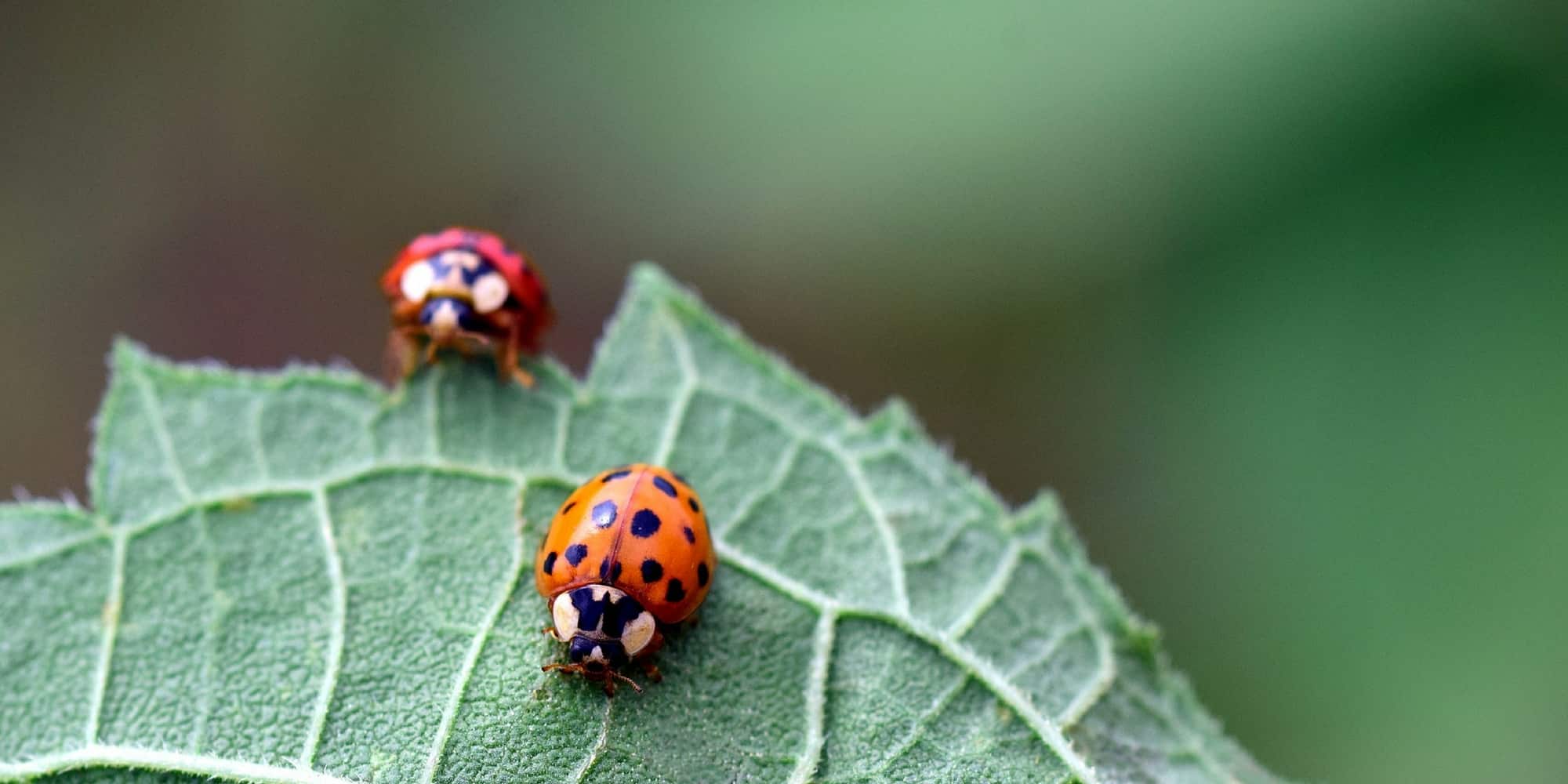 Biologische bestrijding in de tuin: lok biologische bestrijders