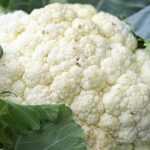 Succesvol bloemkool en broccoli telen
