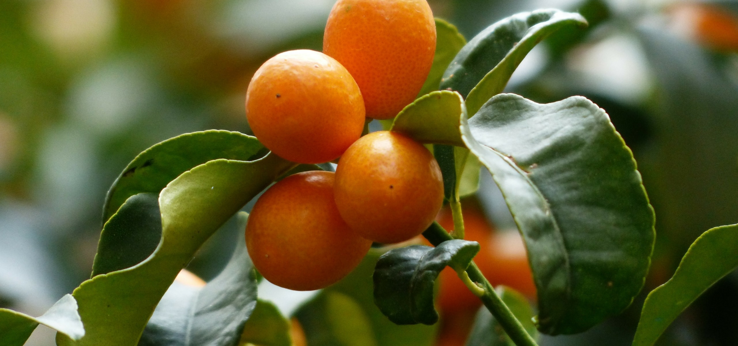 Citrusbomen: planten en verzorgen