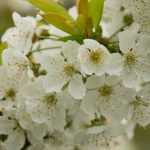 Kersenboom: planten, snoeien en onderhoud