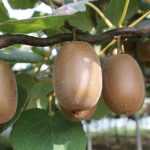 Kiwi telen
