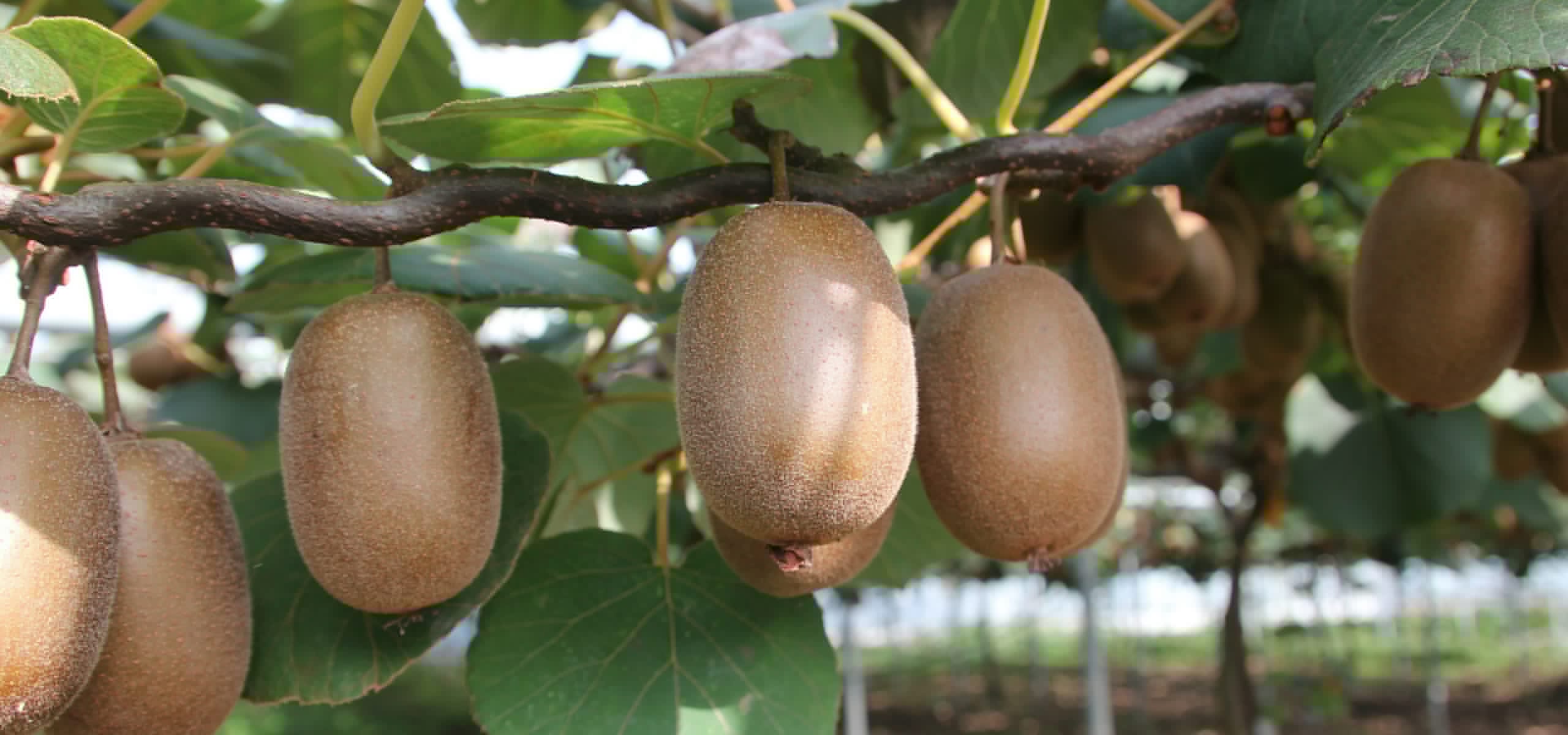 Kiwi telen