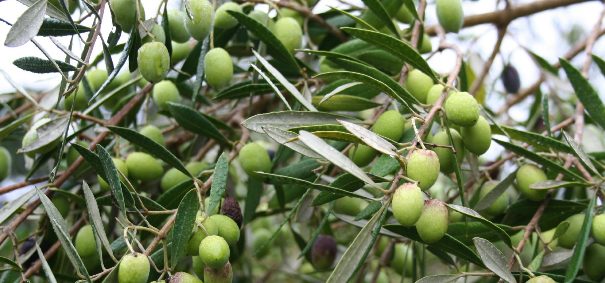 Olijfbomen planten