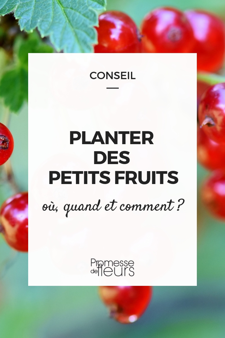 Planten van aalbes, zwarte bes, framboos en blauwe bes