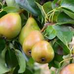 Perenboom: planten, snoeien en onderhoud