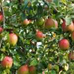 Appelboom: planten, snoei en onderhoud
