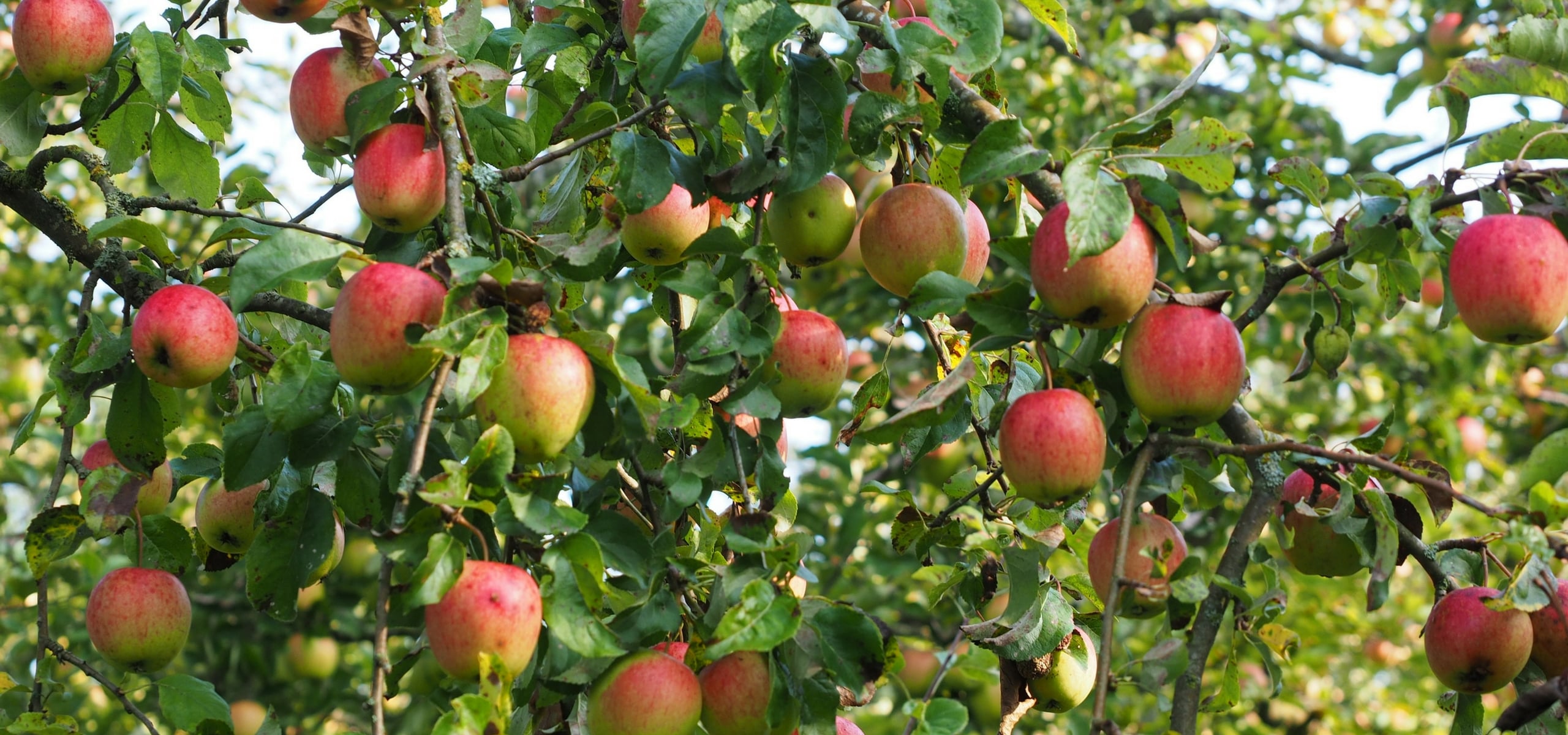 Appelboom: planten, snoei en onderhoud