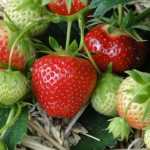 Aardbeien telen