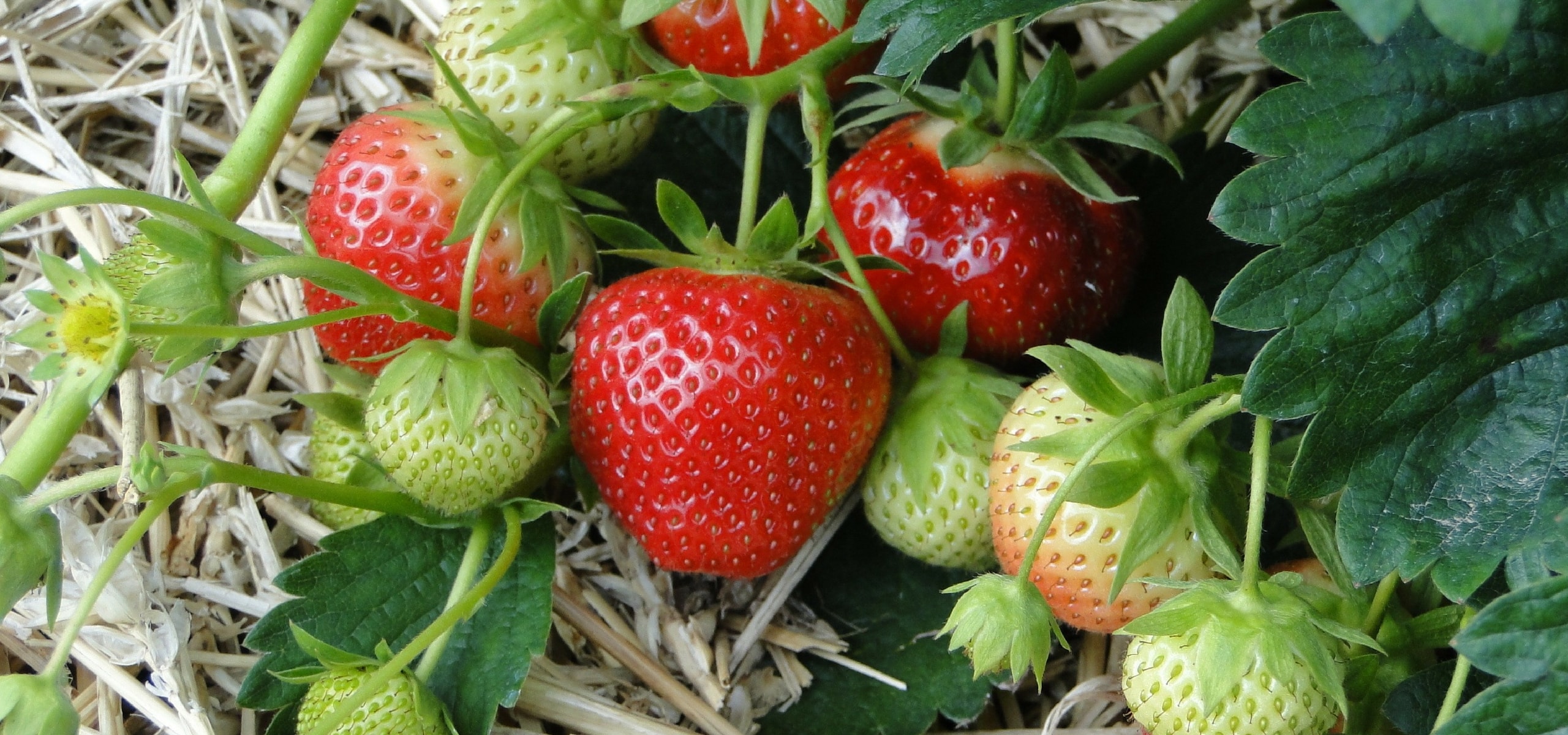 Aardbeien telen