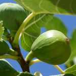 Vijgenboom: planten, snoei en verzorging