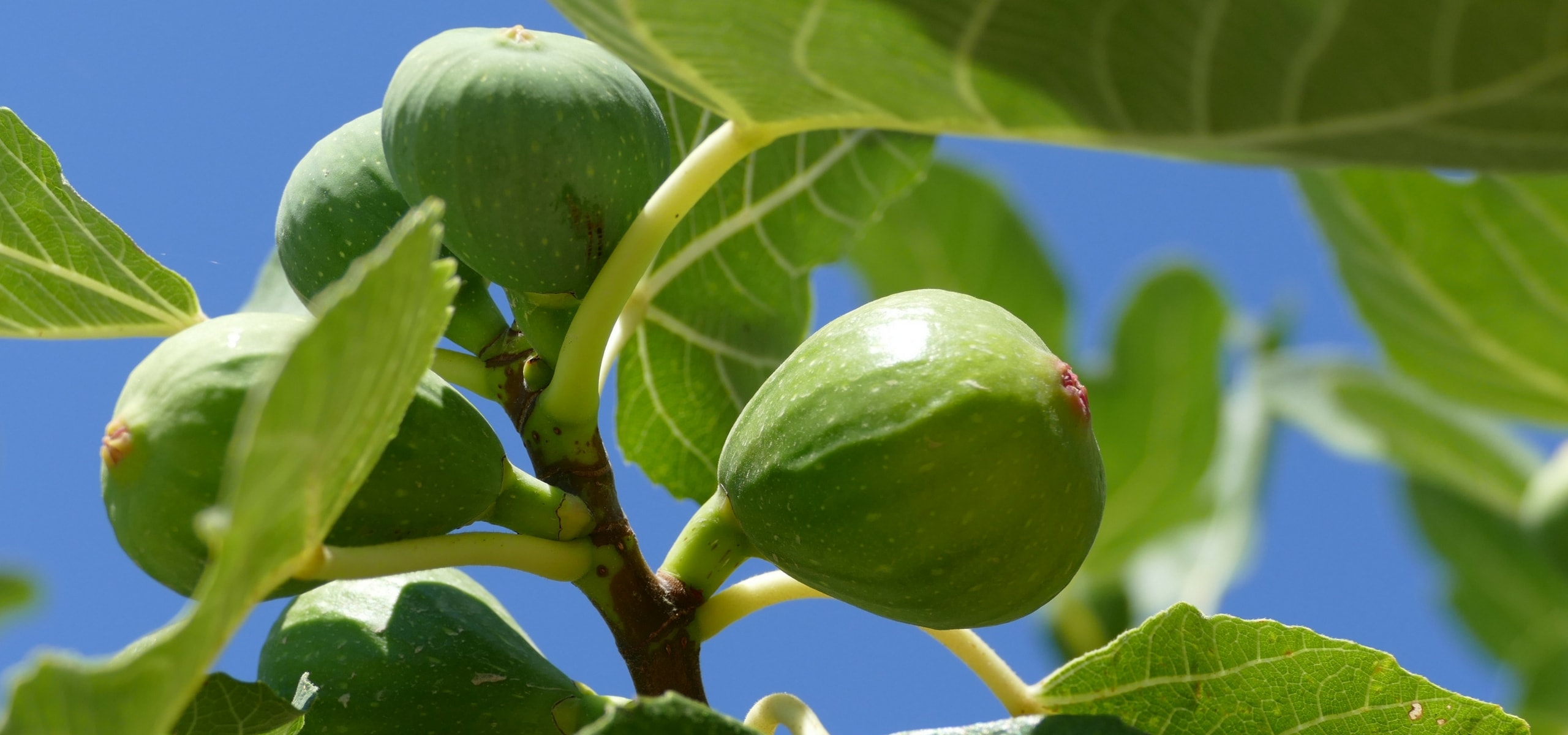 Vijgenboom: planten, snoei en verzorging