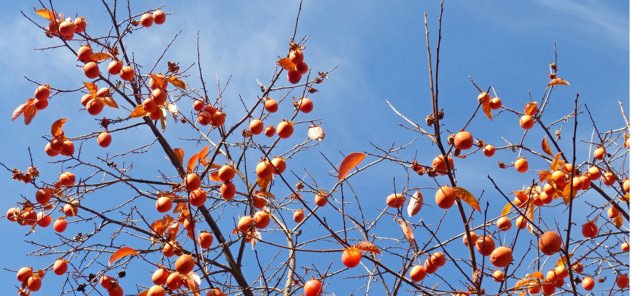 Kaki of kakiboom: planten, snoeien en verzorging