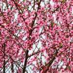 Perzik- en nectarineboom: planten, snoei en verzorging