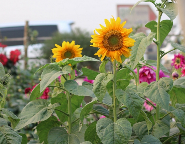 Bloemen in de moestuin? 7 onmisbare planten