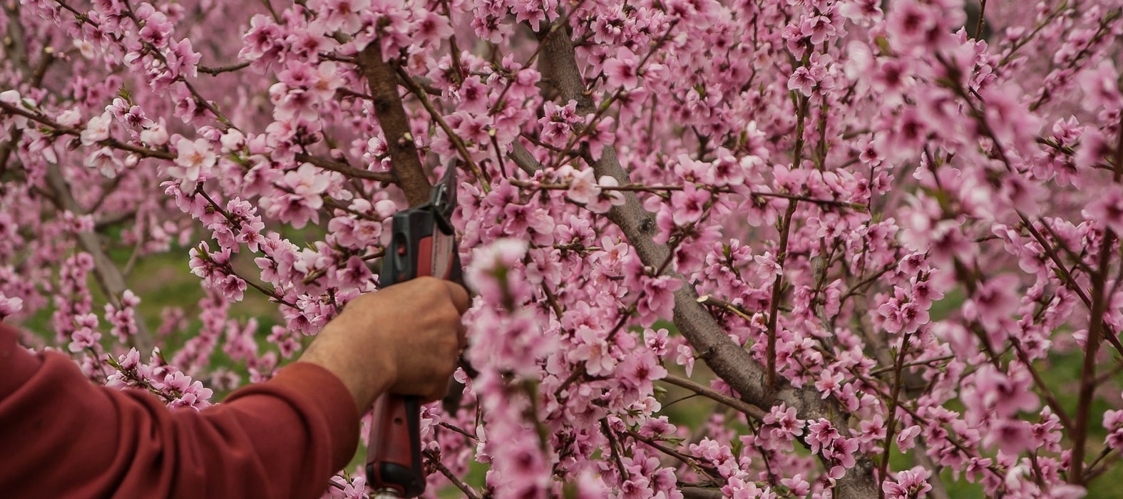 Fruitbomen: de vormsnoei van een eenjarige ent