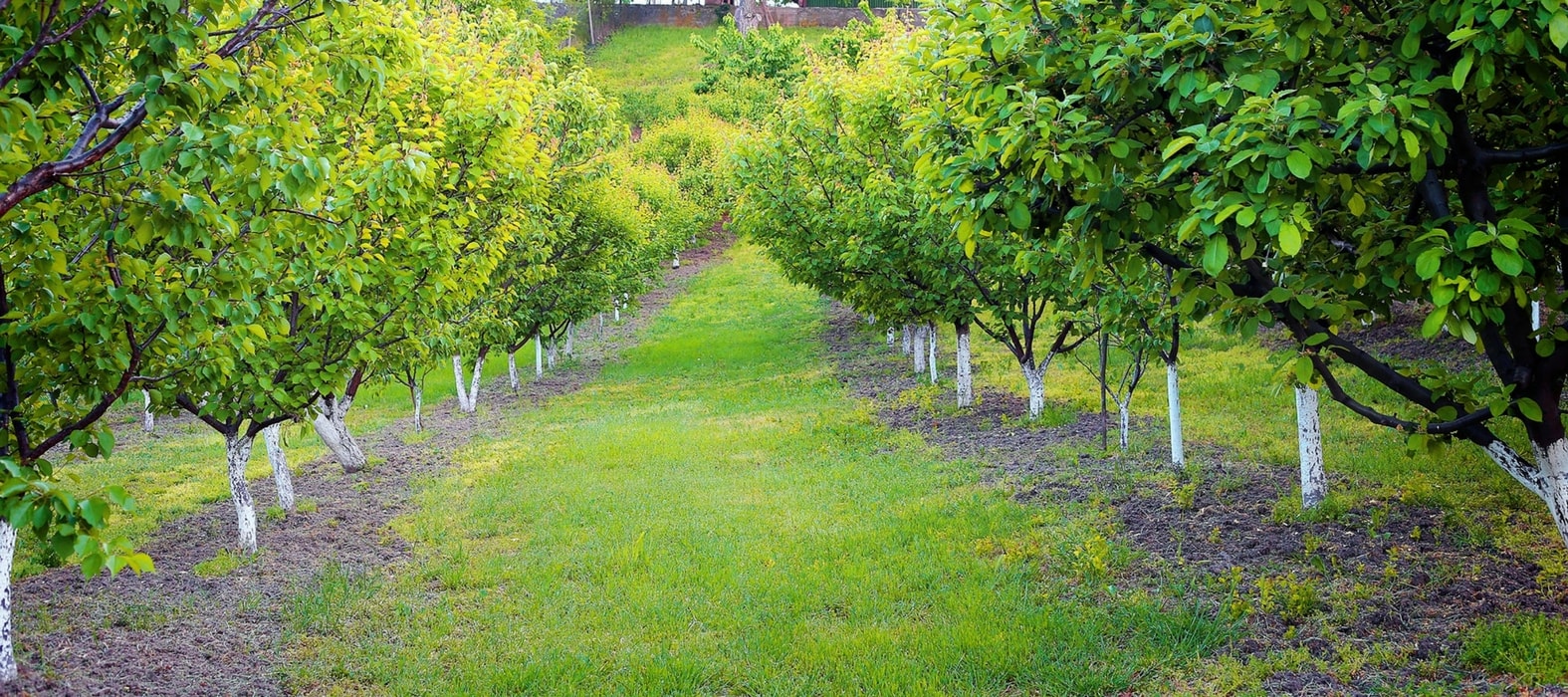 Fruitbomen bekalken