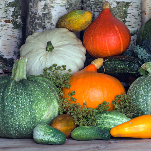 Pompoenen en courgettes zaaien en telen: nu eenvoudig!